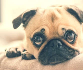 Stres a separační úzkost u psa